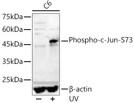 Phospho-c-Jun-S73 Rabbit Polyclonal Antibody