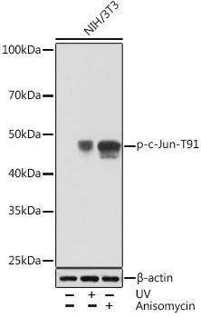 Phospho-c-Jun-T91 Rabbit Monoclonal Antibody