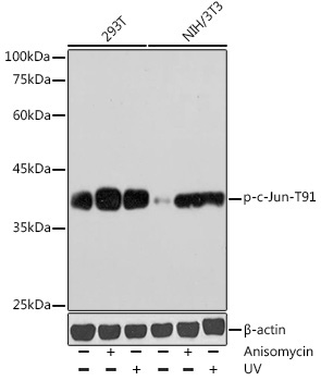 Phospho-c-Jun-T91 Rabbit Polyclonal Antibody