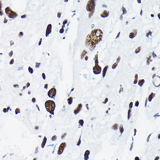 Phospho-c-Jun-T91 Rabbit Polyclonal Antibody - Image 3