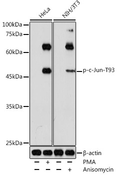 Phospho-c-Jun-T93 Rabbit Polyclonal Antibody