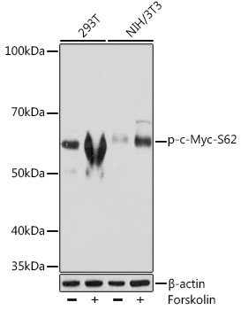 Phospho-c-Myc-S62 Rabbit Monoclonal Antibody