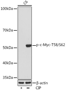 Phospho-c-Myc-T58/S62 Rabbit Monoclonal Antibody