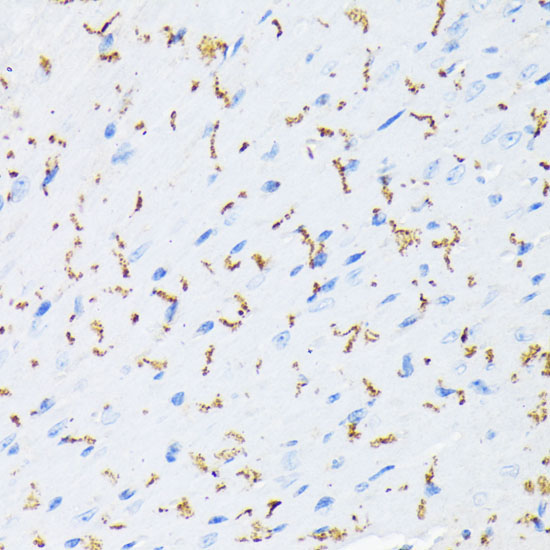 Phospho-Connexin 43-S368 Rabbit Polyclonal Antibody - Image 2