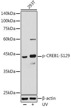 Phospho-CREB1-S129 Rabbit Polyclonal Antibody