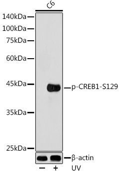 Phospho-CREB1-S129 Rabbit Polyclonal Antibody - Image 2