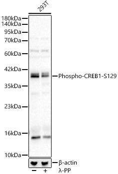 Phospho-CREB1-S129 Rabbit Polyclonal Antibody