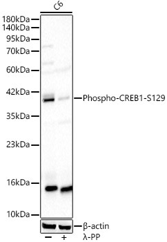 Phospho-CREB1-S129 Rabbit Polyclonal Antibody - Image 2