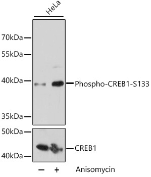 Phospho-CREB1-S133 Rabbit Polyclonal Antibody