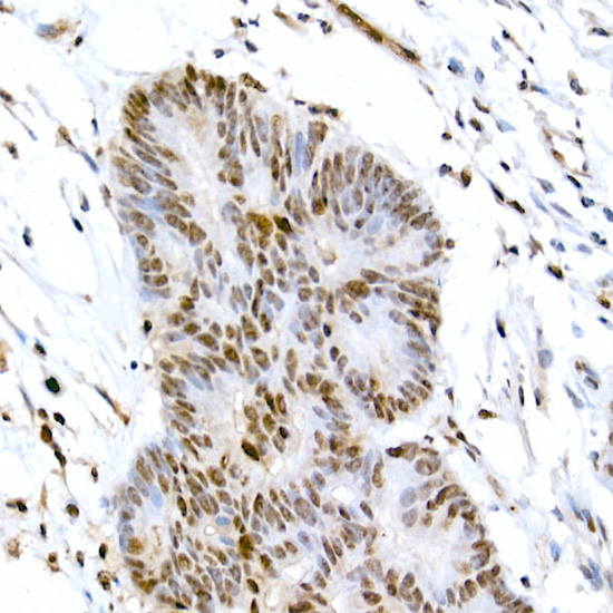 Phospho-CREB1-S133 Rabbit Polyclonal Antibody - Image 2