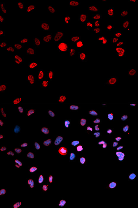 Phospho-CREB1-S133 Rabbit Polyclonal Antibody - Image 5