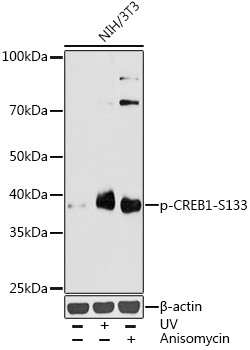 Phospho-CREB1-S133 Rabbit Polyclonal Antibody