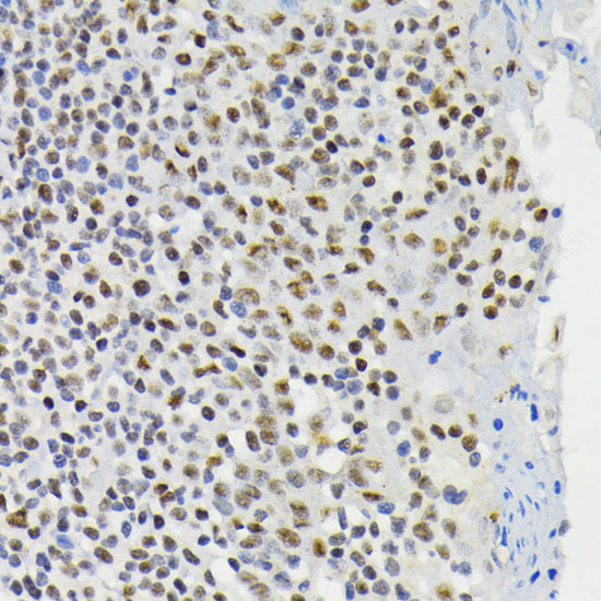 Phospho-CREB1-S133 Rabbit Polyclonal Antibody - Image 3