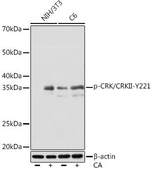 Phospho-CRK/CRKII-Y221 Rabbit Monoclonal Antibody