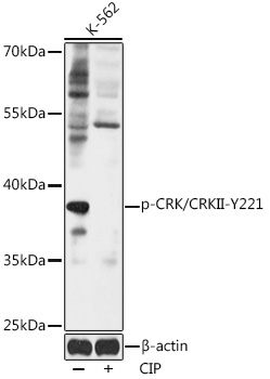 Phospho-CRK/CRKII-Y221 Rabbit Polyclonal Antibody