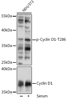 Phospho-Cyclin D1-T286 Rabbit Polyclonal Antibody