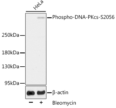 Phospho-DNA-PKcs-S2056 Rabbit Polyclonal Antibody