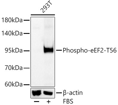 Phospho-eEF2-T56 Rabbit Polyclonal Antibody