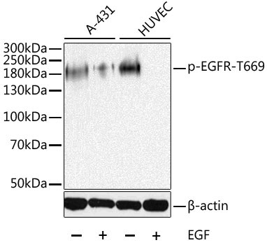 Phospho-EGFR-T669 Rabbit Polyclonal Antibody