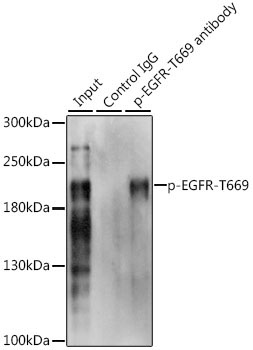 Phospho-EGFR-T669 Rabbit Polyclonal Antibody - Image 2