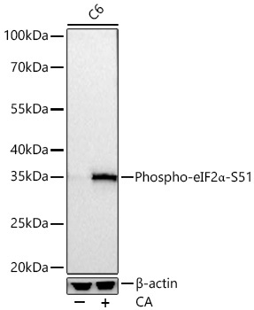 Phospho-eIF2Alpha-S51 Rabbit Monoclonal Antibody