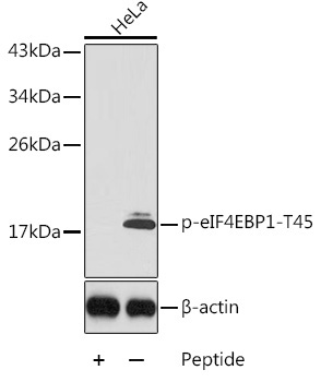 Phospho-eIF4EBP1-T45 Rabbit Polyclonal Antibody