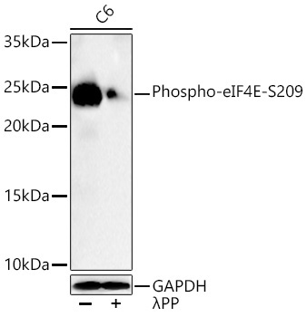 Phospho-eIF4E-S209 Rabbit Monoclonal Antibody