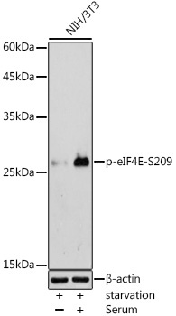 Phospho-eIF4E-S209 Rabbit Polyclonal Antibody