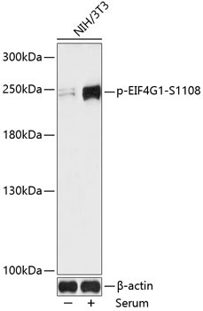 Phospho-EIF4G1-S119,400 Rabbit Polyclonal Antibody
