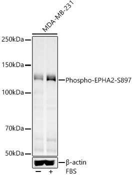 Phospho-EPHA2-S897 Rabbit Polyclonal Antibody