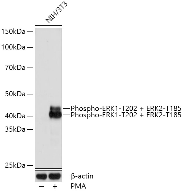 Phospho-ERK1-T202 + ERK2-T185 Rabbit Monoclonal Antibody - Image 2