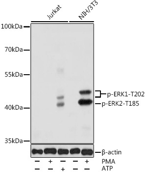 Phospho-ERK1-T202 + ERK2-T185 Rabbit Polyclonal Antibody