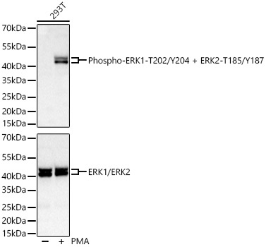 Phospho-ERK1-T202/Y204 + ERK2-T185/Y187 Rabbit Monoclonal Antibody