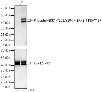 Phospho-ERK1-T202/Y204 + ERK2-T185/Y187 Rabbit Monoclonal Antibody - Image 2