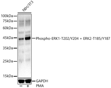 Phospho-ERK1-T202/Y204 + ERK2-T185/Y187 Rabbit Polyclonal Antibody