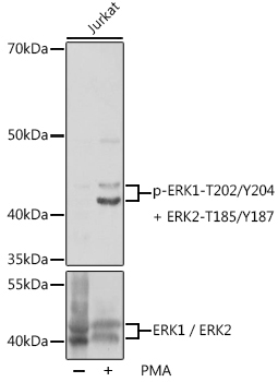 Phospho-ERK1-T202/Y204 + ERK2-T185/Y187 Rabbit Polyclonal Antibody
