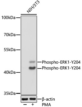 Phospho-ERK1-Y204 + ERK2-Y187 Rabbit Polyclonal Antibody