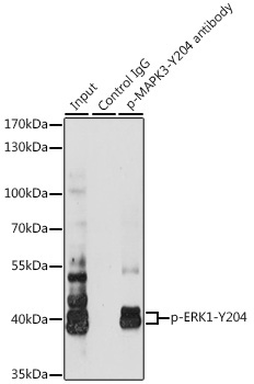 Phospho-ERK1-Y204 + ERK2-Y187 Rabbit Polyclonal Antibody - Image 6