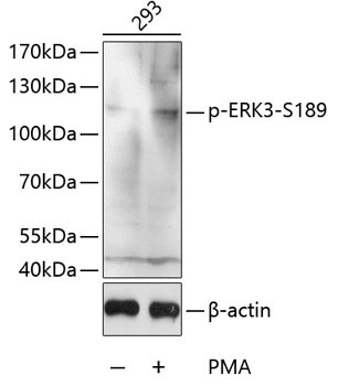 Phospho-ERK3-S189 Rabbit Polyclonal Antibody