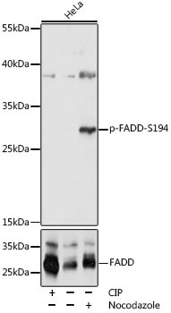 Phospho-FADD-S194 Rabbit Polyclonal Antibody