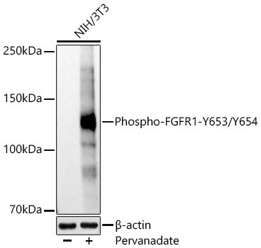 Phospho-FGFR1-Y653/Y654 Rabbit Polyclonal Antibody