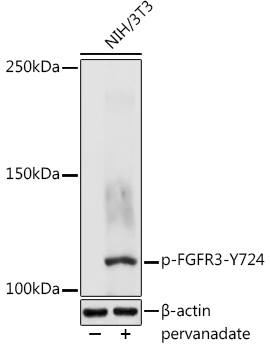 Phospho-FGFR3-Y724 Rabbit Polyclonal Antibody