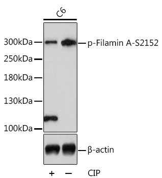 Phospho-Filamin A-S2152 Rabbit Polyclonal Antibody