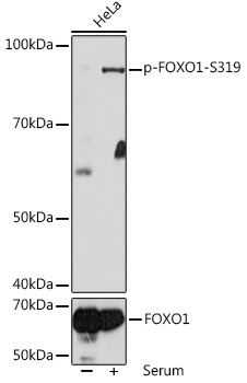 Phospho-FOXO1-S319 Rabbit Polyclonal Antibody