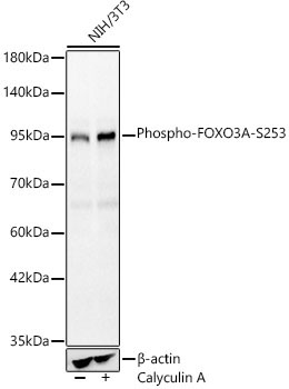 Phospho-FOXO3A-S253 Rabbit Polyclonal Antibody