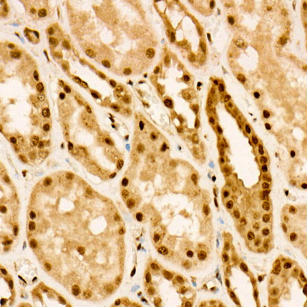 Phospho-FOXO3A-S253 Rabbit Polyclonal Antibody - Image 2