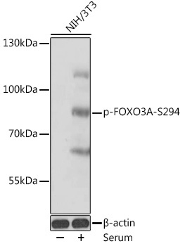 Phospho-FOXO3A-S294 Rabbit Polyclonal Antibody