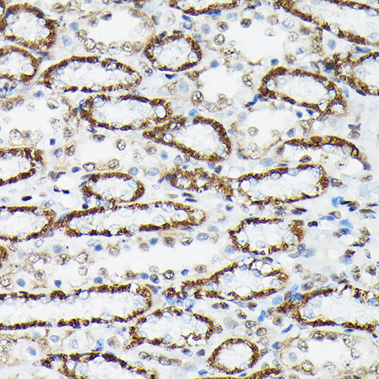 Phospho-FOXO3A-S425 Rabbit Polyclonal Antibody - Image 2