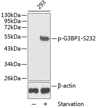 Phospho-G3BP1-S232 Rabbit Polyclonal Antibody
