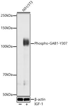 Phospho-GAB1-Y307 Rabbit Polyclonal Antibody